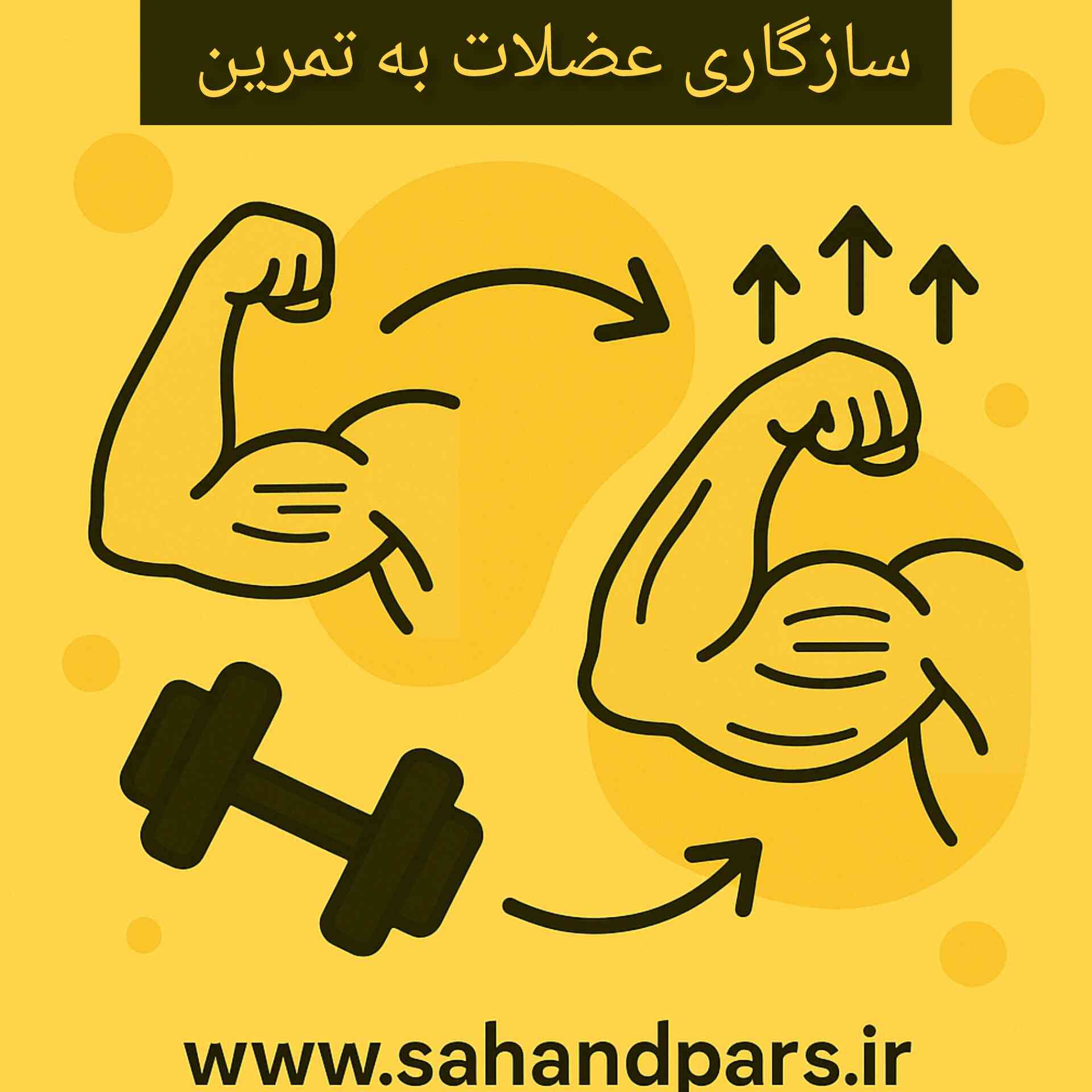 فیزیولوژی عضله و سازگاری آن با تمرین